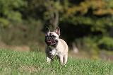 BOULEDOGUE FRANCAIS 623